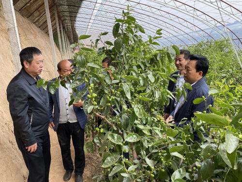 守護(hù)舌尖安全，筑牢質(zhì)量防線——農(nóng)業(yè)農(nóng)村部食品質(zhì)量監(jiān)督檢驗(yàn)測(cè)試中心赴大荔縣開(kāi)展食用農(nóng)產(chǎn)品抽查調(diào)研